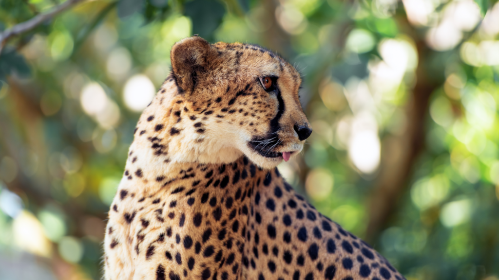 Cheetah Adopt Specie Cheetah Conservation & Research Centre