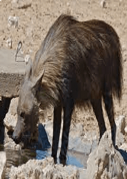 Brown Hyena | Cheetah Conservation & Research Centre